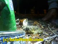 /home//u458753944/public_html/sourcegallery//Roxborough Toad Detour/2013-2019/2015/11130477_10206616023188205_6032113629830012021_o.jpg